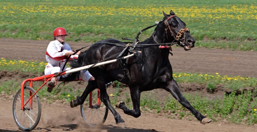 A trotter at full speed