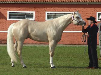 A horse in a Halter show